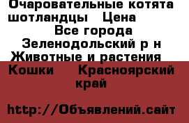 Очаровательные котята шотландцы › Цена ­ 2 000 - Все города, Зеленодольский р-н Животные и растения » Кошки   . Красноярский край